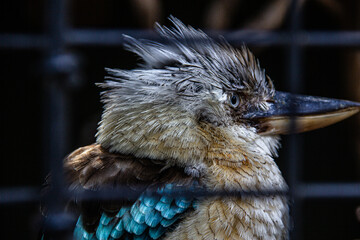 close up of kookaburra