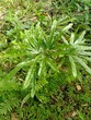 Lygodium plant between weed on the land