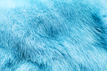 Glacier Blue Dyed Mink Fur Texture With Beautiful Fur.