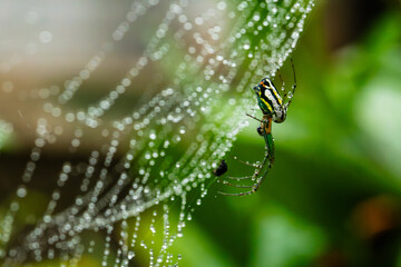 spider web with dew