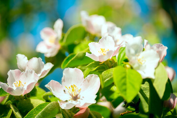 Wall Mural - Blooming quince tree branches with delicate pink flowers and bees on the flowers. Spring orchard.
