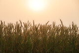 Fototapeta Na sufit - Wheat field. Ears of golden wheat close up. Beautiful Rural Scenery under Shining Sunlight and blue sky. Background of ripening ears of meadow wheat field.
