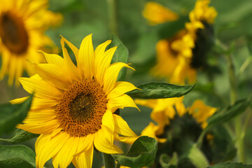 Wall Mural - Sunflower field Sunflower natural background. Sunflower blooming