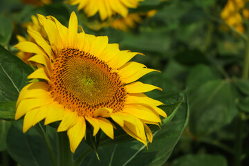 Wall Mural - Sunflower natural background, Sunflower blooming, Sunflower oil improves skin health and promote cell regeneration,