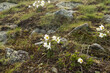 Sasanka, białe kwiaty na szczycie Babiej Góry