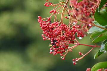 Poster - Sweet viburnum ( Viburnum odoratissimum ) tree.
Viburnaceae evergreen tree. White florets bloom in early summer and berries ripen red to blue-black in fall. Used for hedges and fire trees.