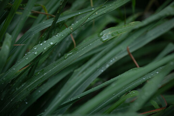 Rainwater left on citronella leaves after heavy rain. Dew green leaf elements background.