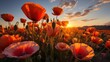Sunrise over a field of poppies, ambient glow