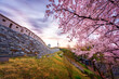 Cherry blossoms bloom in spring at Namsan Mountain at Seoul Tower, South Korea.