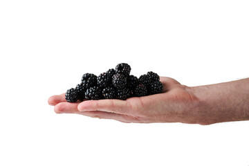 Wall Mural - blackberry in a man's hand on a white background. Isolate