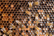 Background of bee honeycombs with larvae