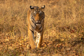  ild tiger in the nature habitat. Tigers walking during the golden light time. Wildlife scene with danger animal. Hot summer in India. Dry area with beautiful indian tiger, Panthera tigris tigris.