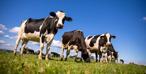 Wall Mural - Troupeau de vaches laitières dans les prés en pleine nature.