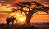 Fototapeta Zwierzęta - a lone elephant