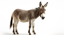 A Grey Donkey With A White Muzzle And A Black Mane Standing On A White Background