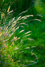 Yellow Grass Blades Against A Green Background