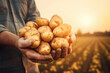 Farmer is holding potatoes in his hands, close up