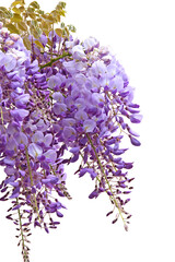 Wall Mural - Fleurs de Glycine