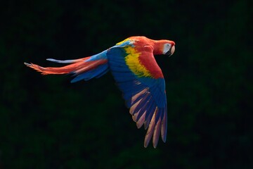 Poster - Red parrot fly in dark green vegetation. Scarlet Macaw, Ara macao, in tropical forest, Costa Rica