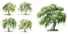 Watercolor Willow Tree Clipart For Graphic Resources