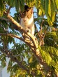Katze klettert im Baum