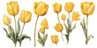 © Dgillustration12u - watercolor yellow tulip clipart for graphic resources