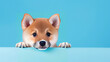 A sad puppy isolated on color background with copy space for text