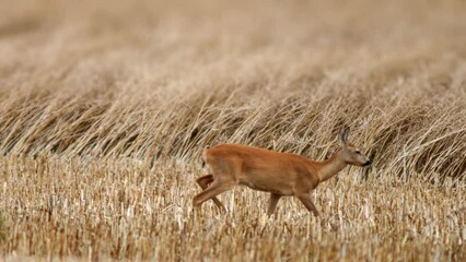 Sticker - one young roe deer doe (Capreolus capreolus) walks across a harvested field