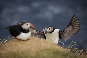 puffin in amusing pose, mykines, faroe islands