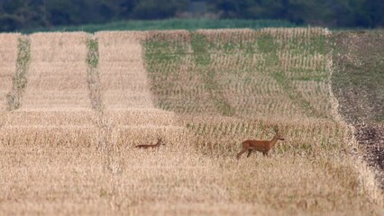 Sticker - one young roe deer doe and fawn (Capreolus capreolus) walks across a harvested field