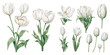 © Dgillustration12u - watercolor white tulip clipart for graphic resources