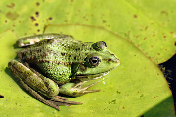 Canvas Print - Frog