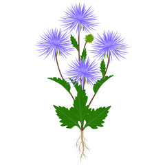 Wall Mural - Aster plant with flowers and roots on a white background.