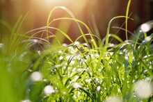 Droplets Of Morning Dew In The Fresh Green Grass, Morning Blurred Sunlight, Late Summer.