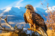 Golden eagle on the branch of the tree and soft light style.