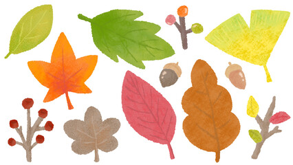 Wall Mural - autumn plants, autumn leaves, ginkgo and acorns, hand-drawn illustrations of textured colored pencils and crayons / 秋の植物、紅葉やイチョウやどんぐり、質感のある色鉛筆・クレヨンの手描きイラスト