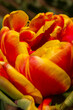 tulip inside