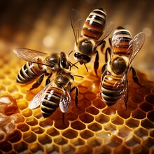 Photography Of Bees With Honey And Hives Illustrations, Photo, Vector Art