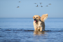 Happy And Wet Golden Retriever Dog Standing In Water On The Beach With Ducks Flying In The Background