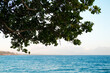 tree on the beach, tree on the sea