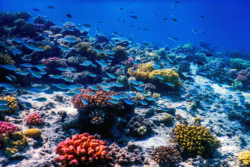 Underwater view of the coral reef, Tropical waters