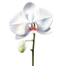 Orchid Png Orchid Flower Png Orchid Transparent Background