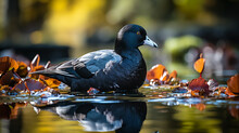 An American Coot Gracefully Glides Across A Tranquil Lake, Its Black Feathers And Distinctive White Beak Creating A Striking Contrast Against The Calm Water, Stop Method,