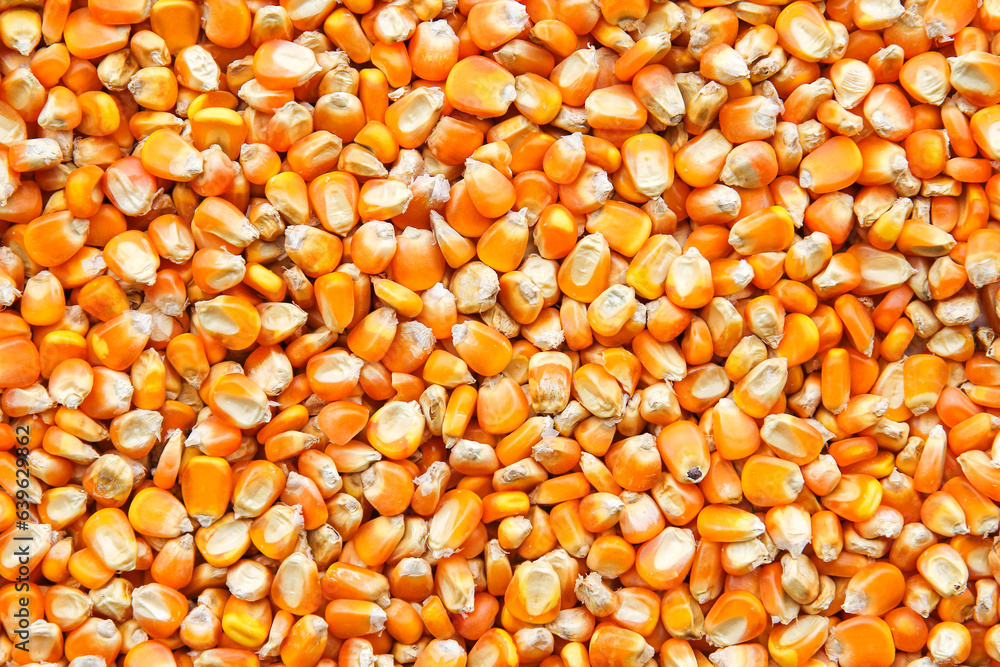 close up of yellow corn seeds background. 