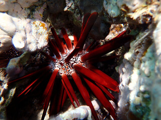 Poster - Red pencil urchin - Heterocentrotus mamillatus