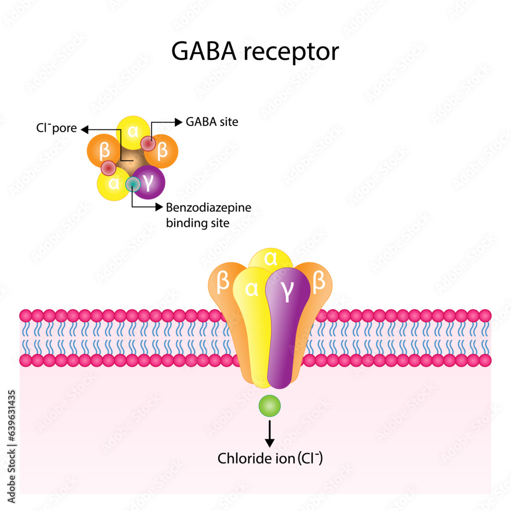 GABA receptor structure, cell membrane. Neurotransmitter gamma-aminobutyric acid, GABA A and GABA B. Top view of ion channel, the five combined subunits, forming Cl ion channel pore. Vector design.