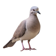 Tourterelle Turque (Eurasian Collared Dove) Avec Transparence, Sans Background