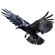 Grand Corbeau en vol (Corvus corax) avec transparence, sans background
