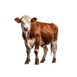 © MATTHIEU - Vache Hereford avec transparence, sans background