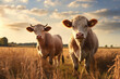 © arhendrix - Cows standing in a beautiful grassland